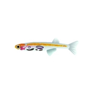 Translucent Danio